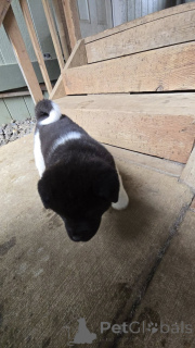 Фото №3. ** Очаровательные щенки акиты готовы к своим домам навсегда! ** Вы ищете.  США