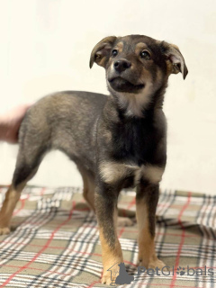 Фото №2 к объявлению №163756 о продаже беспородную - купить в России частное объявление