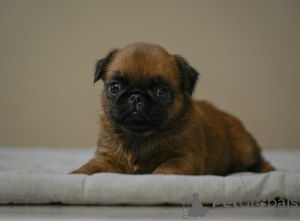 Фото №3. Очаровательная девочка пти брабансона.  Беларусь