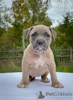 Фото №2 к объявлению №13450 о продаже  - купить в Великобритании частное объявление