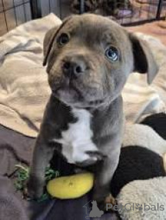 Фото №3. Линдос качоррос Стаффордширский бультерьер для продажи.  Португалия