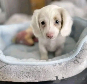 Фото №4. Продажа таксу в Хельсинки частное объявление, из приюта - цена 51022₽