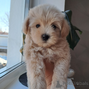 Фото №3. Милейшие мальтипу.  Беларусь