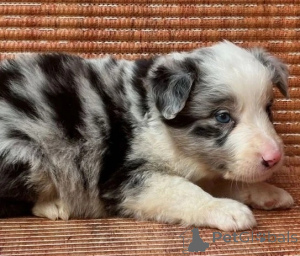 Фото №3. Уэльский Пемброк Коргис..  Австрия