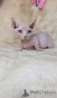 Фото №1. двэльф - купить в На Финстервейле за 32468₽. Объявление №154208