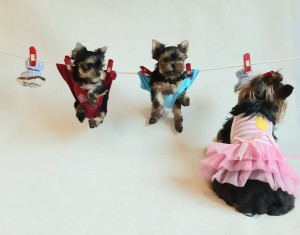 Фото №4. Продажа йоркширского терьера в Витебск  - цена 31374₽