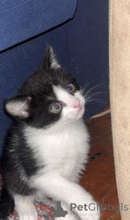 Фото №4. Продам сомали в Zürich заводчик - цена 16234₽