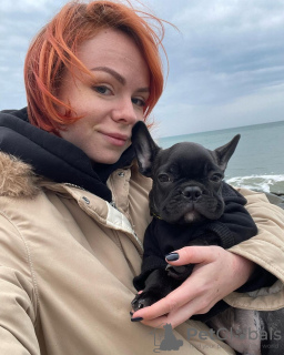 Фото №2 к объявлению №128245 о продаже французского бульдога - купить в Германии частное объявление