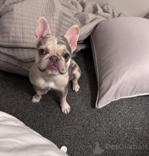 Фото №4. Продажа французского бульдога в Флориде заводчик - цена 98565₽