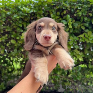 Фото №2 к объявлению №159221 о продаже таксу - купить в Германии частное объявление