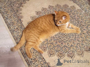 Фото №2 к объявлению №158300 о продаже  - купить в России частное объявление