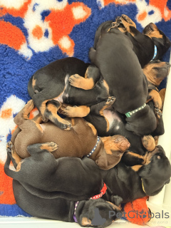 Фото №3. Todella upeita dobermaninpentuja erinomaisella jalostuksella.  Финляндия