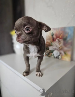 Фото №3. Щенки чихуахуа.  Германия