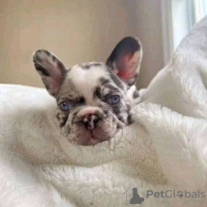 Фото №4. Продажа  в Гамильтон  - цена 76388₽