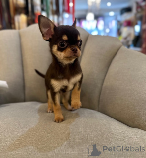 Фото №3. Щенки чихуахуа, выращенные в домашних условиях, готовы прямо сейчас.  Германия