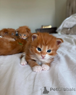 Фото №1. мейн-кун - купить в Мюнхене за 37107₽. Объявление №150609