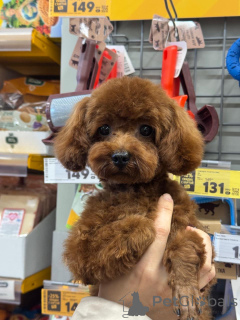 Фото №3. Тедди пудель Китай.  Россия