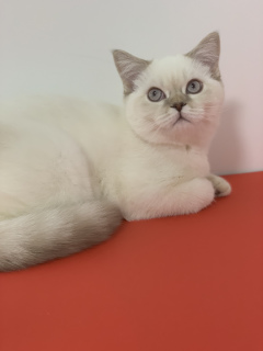 Фото №4. Продам шотландскую (скоттиш страйт) в Львове из питомника - цена 34731₽