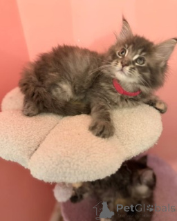 Фото №3. Мейн-кун-Кэтчен. Германия