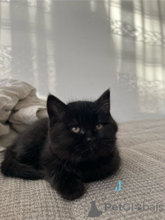 Фото №2 к объявлению №160106 о продаже британская короткошёрстная - купить в Германии частное объявление