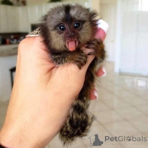 Фото №2 к объявлению №161697 о продаже  - купить в Украине 