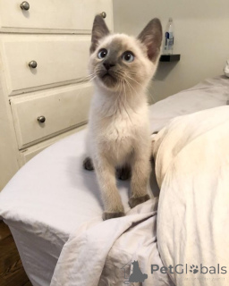 Фото №1. сиамская - купить в Алингс за 64937₽. Объявление №162969