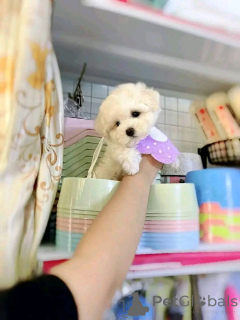 Фото №2 к объявлению №138638 о продаже бишон фризе - купить в США заводчик