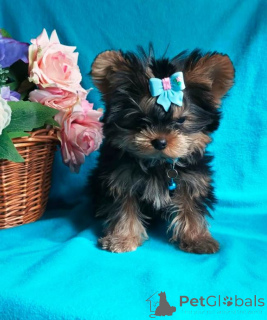 Фото №3. Йорк чудесный мальчик.  Россия