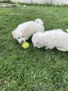 Фото №2 к объявлению №149850 о продаже мальтипу - купить в Германии частное объявление, заводчик