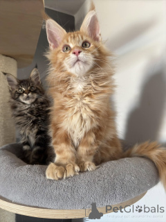 Фото №3. Gatitos Maine Coon machos y hembras sanos Que buscan nuevos Hogares. Испания