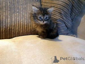 Фото №1. мейн-кун - купить в Антверпен за Бесплатно. Объявление №160355