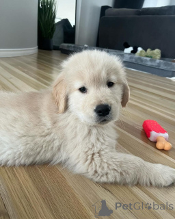 Фото №3. Красивые щенки золотистого ретривера.  Германия