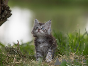 Фото №3. котята мейн-куна. Беларусь