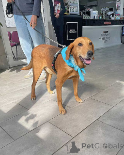 Фото №4. Продажа беспородную в Москова частное объявление - цена Бесплатно