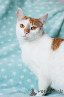 Фото №4. Продам  в Минске частное объявление - цена Бесплатно