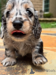 Фото №2 к объявлению №161827 о продаже таксу - купить в Швейцарии заводчик