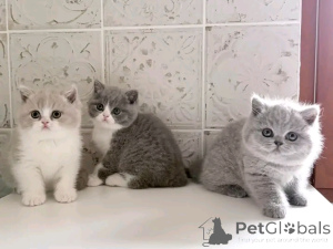 Фото №3. Британский длинношерстный котенок на усыновление. Бельгия