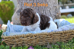 Фото №3. Стандартный набор для продажи.  Дания