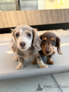 Фото №2 к объявлению №164020 о продаже  - купить в Финляндии частное объявление, из приюта