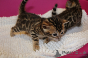 Фото №3. Бенгальские кошки-Kätzchen sind jetzt zur Adoption verfügbar. Германия