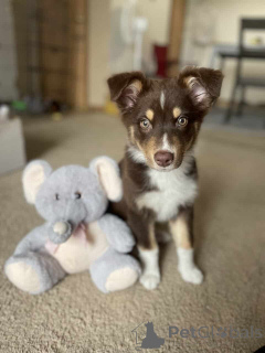 Фото №1. австралийская овчарка - купить в Венорф Бей Гамбург за 83490₽. Объявление №150653