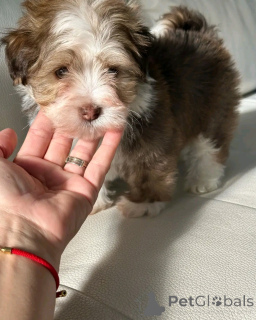 Фото №3. Гаванские щенки доступны для усыновления.  США