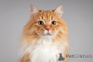 Фото №2 к объявлению №165911 о продаже  - купить в России из приюта