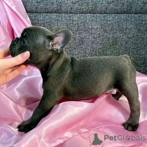 Фото №2 к объявлению №161794 о продаже  - купить в Бельгии 