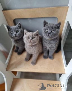 Фото №1. британская короткошёрстная - купить в Øsløs за 37107₽. Объявление №176631