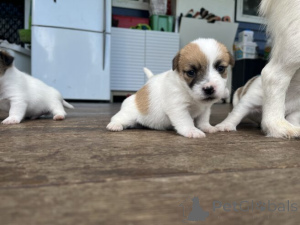 Фото №3. Süße Jack Russell Welpen WhatsApp 44 7453 907158.  Германия