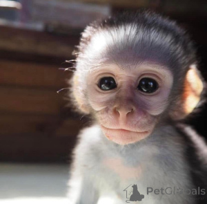 Фото №1.  - купить в Фрайбург за 89868₽. Объявление №161307