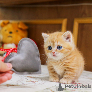 Фото №1. манчкин - купить в Абертами за 26960₽. Объявление №155838