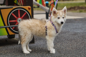 Фото №4. Продажа беспородную в Москва  - цена Бесплатно