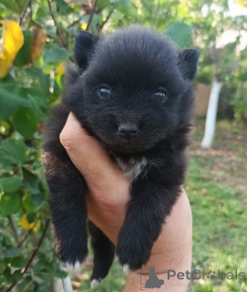 Фото №2 к объявлению №138785 о продаже померанского шпица - купить в США заводчик